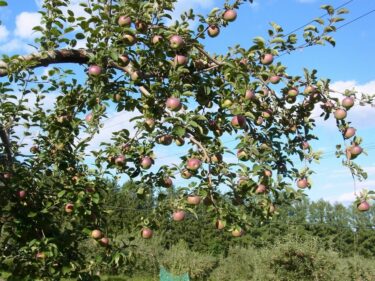 りんご農園での農業体験（北見市）は如何ですか？